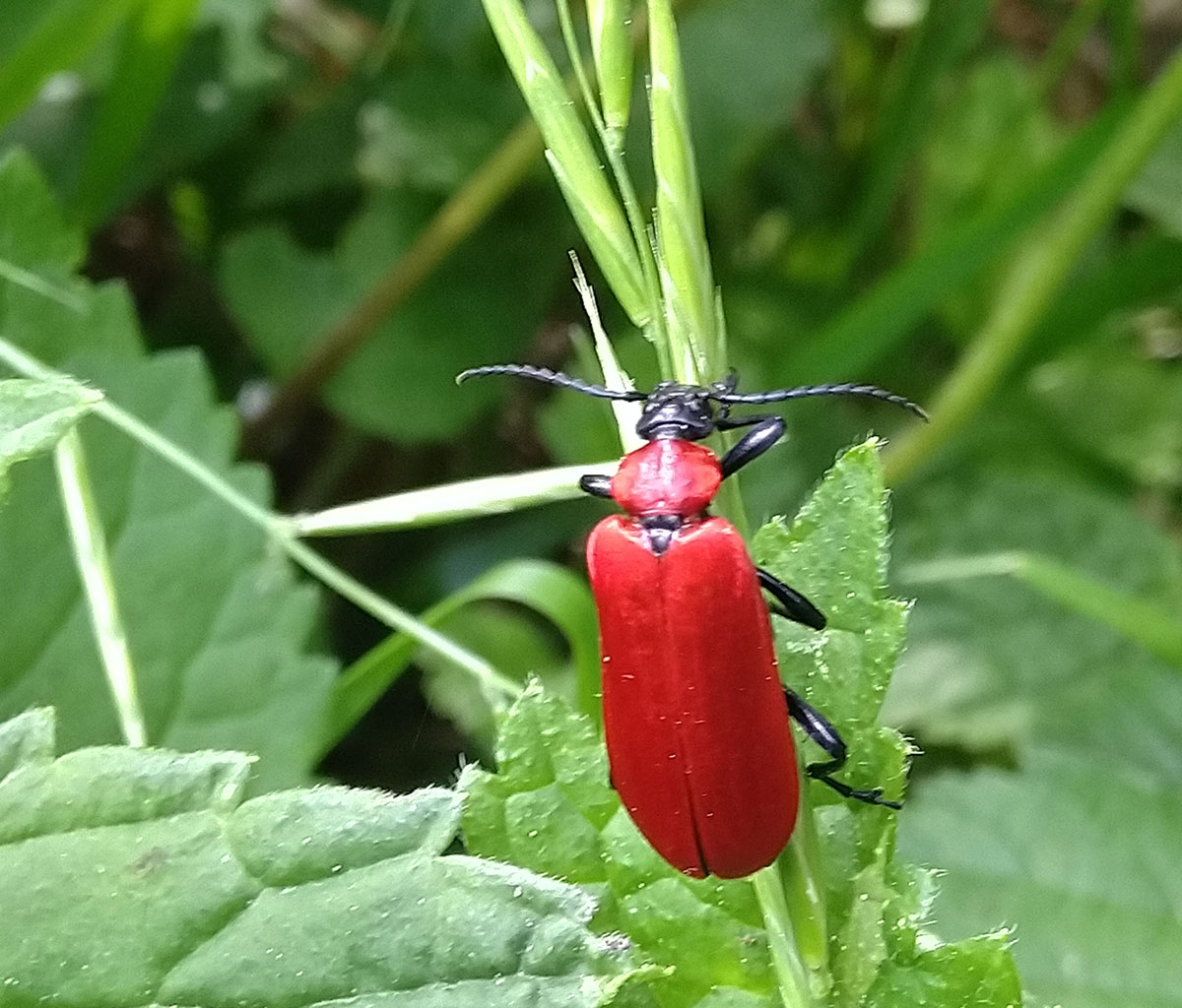 Insekten und Pflanzen
