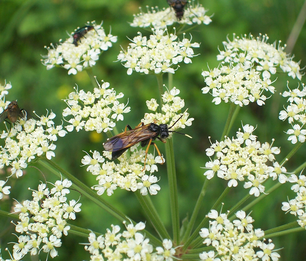 Insekten bestimmen lassen