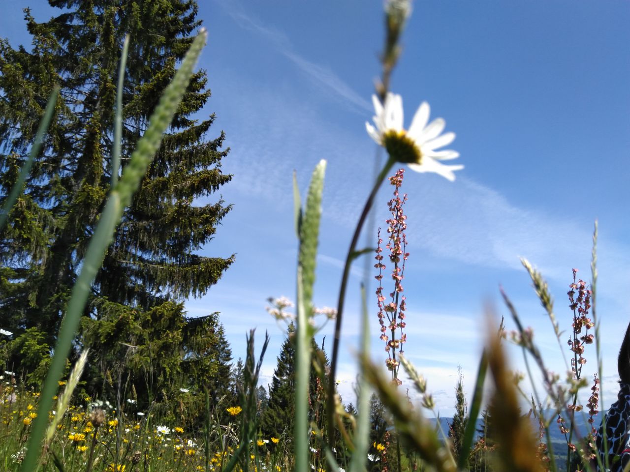 Dermatophyten – Hautpilze