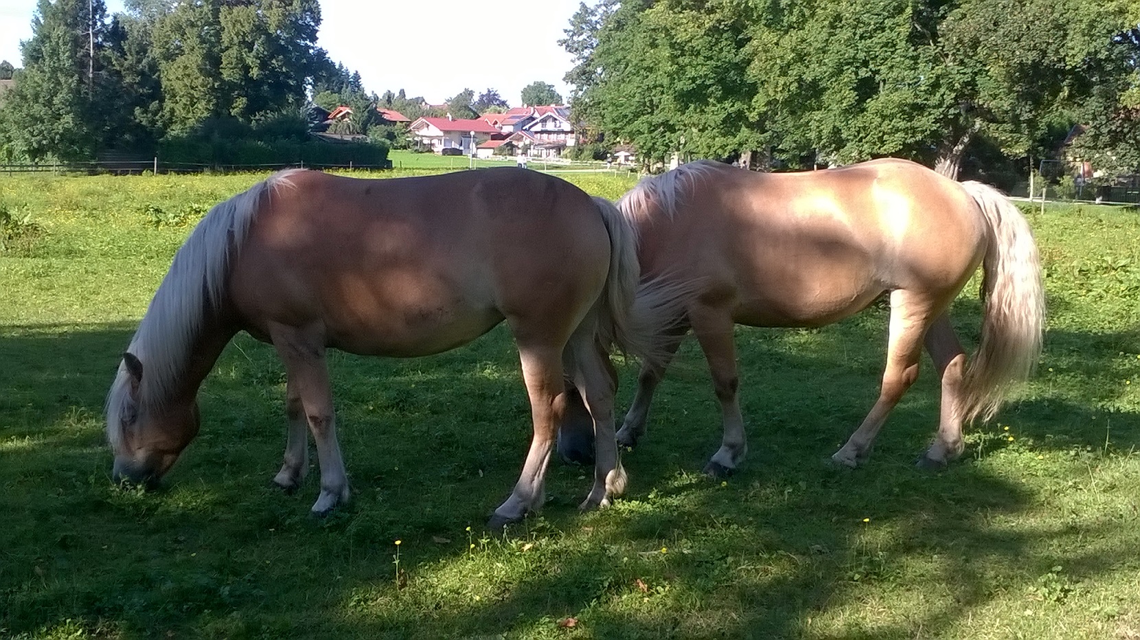 Selektive Entwurmung beim Pferd