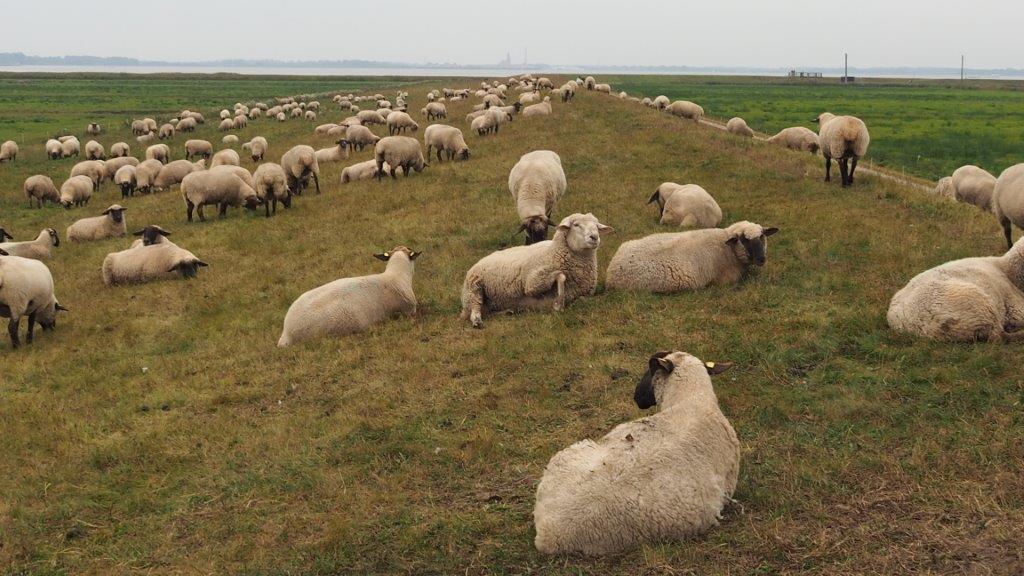 Moderhinke beim Schaf